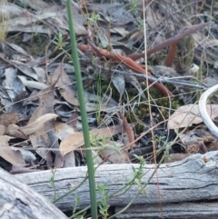 Calochilus sp. (A Beard Orchid) at Acton, ACT - 14 May 2023 by Venture