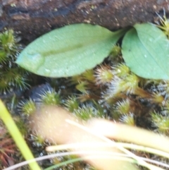 Chiloglottis sp. (A Bird/Wasp Orchid) at Acton, ACT - 14 May 2023 by Venture