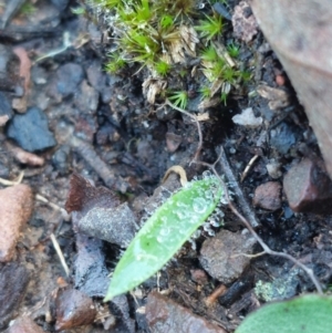 Glossodia major at Acton, ACT - suppressed