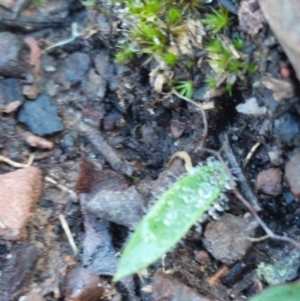 Glossodia major at Acton, ACT - suppressed