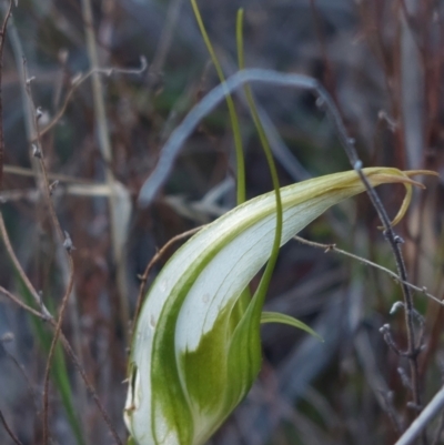 Diplodium ampliatum (Large Autumn Greenhood) at Bruce, ACT - 14 May 2023 by Venture