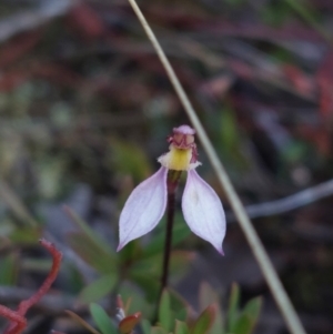 Eriochilus cucullatus at Bruce, ACT - 14 May 2023