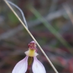 Eriochilus cucullatus at Bruce, ACT - 14 May 2023