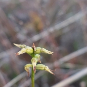 Corunastylis sp. at Bruce, ACT - 14 May 2023