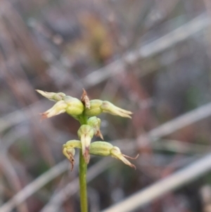 Corunastylis sp. at Bruce, ACT - 14 May 2023