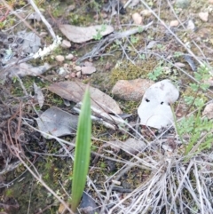 Lyperanthus suaveolens (Brown Beaks) at Bruce, ACT - 14 May 2023 by Venture