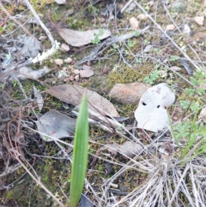 Lyperanthus suaveolens at Bruce, ACT - 14 May 2023