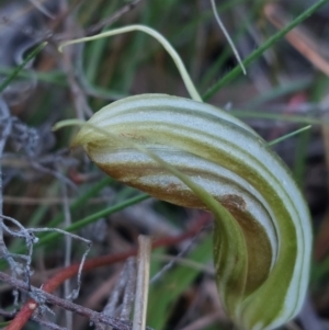 Diplodium truncatum at Bruce, ACT - suppressed