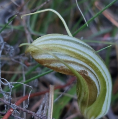Diplodium truncatum (Little Dumpies, Brittle Greenhood) at Bruce, ACT - 14 May 2023 by Venture