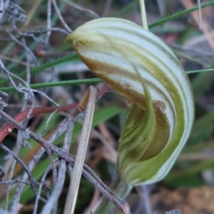 Diplodium truncatum at Bruce, ACT - suppressed