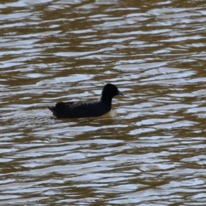 Fulica atra at Tennent, ACT - 16 May 2023