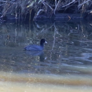 Fulica atra at Tennent, ACT - 16 May 2023