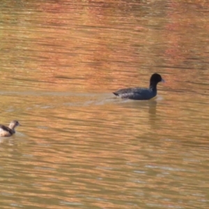 Fulica atra at Tennent, ACT - 16 May 2023