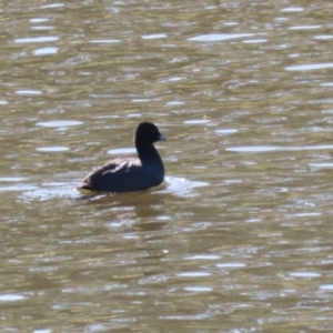 Fulica atra at Tennent, ACT - 16 May 2023