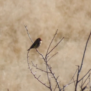 Carduelis carduelis at Tharwa, ACT - 16 May 2023 11:57 AM