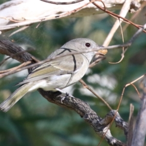 Pachycephala pectoralis at Tennent, ACT - 16 May 2023