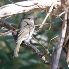 Pachycephala pectoralis at Tennent, ACT - 16 May 2023