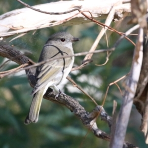 Pachycephala pectoralis at Tennent, ACT - 16 May 2023