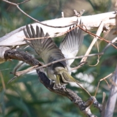 Pachycephala pectoralis at Tennent, ACT - 16 May 2023