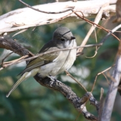 Pachycephala pectoralis at Tennent, ACT - 16 May 2023