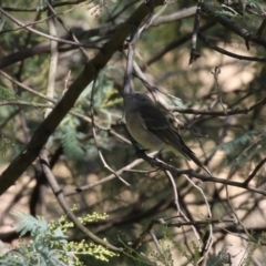 Pachycephala pectoralis at Tennent, ACT - 16 May 2023