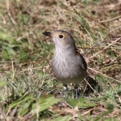 Colluricincla harmonica (Grey Shrikethrush) at Tennent, ACT - 16 May 2023 by RodDeb