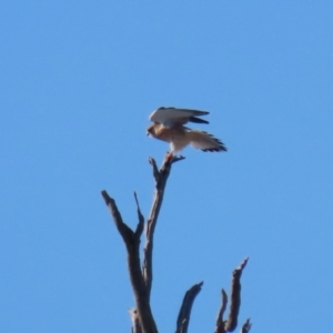 Falco cenchroides at Tennent, ACT - 16 May 2023 01:44 PM