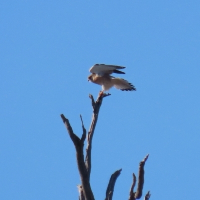 Falco cenchroides (Nankeen Kestrel) at Tennent, ACT - 16 May 2023 by RodDeb