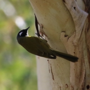 Nesoptilotis leucotis at Tennent, ACT - 16 May 2023