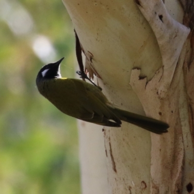 Nesoptilotis leucotis (White-eared Honeyeater) at Tennent, ACT - 16 May 2023 by RodDeb