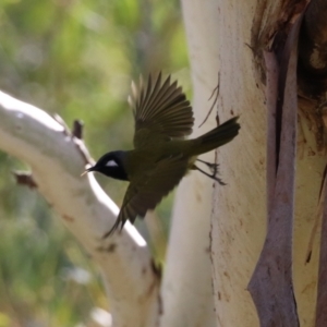 Nesoptilotis leucotis at Tennent, ACT - 16 May 2023