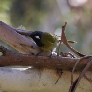 Nesoptilotis leucotis at Tennent, ACT - 16 May 2023