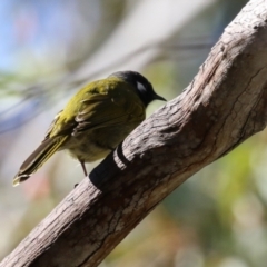 Nesoptilotis leucotis at Tennent, ACT - 16 May 2023