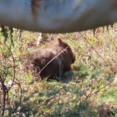 Vombatus ursinus (Bare-nosed Wombat) at Tennent, ACT - 16 May 2023 by RodDeb
