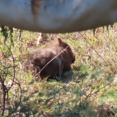 Vombatus ursinus (Common wombat, Bare-nosed Wombat) at Tennent, ACT - 16 May 2023 by RodDeb