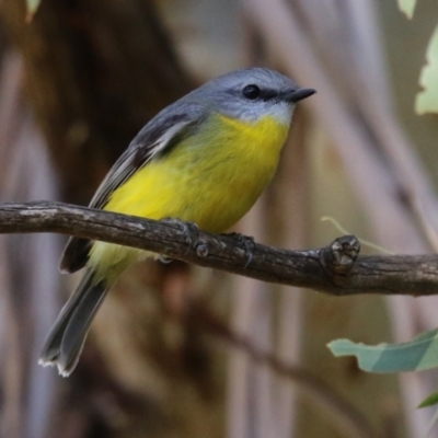 Eopsaltria australis (Eastern Yellow Robin) at Tennent, ACT - 16 May 2023 by RodDeb