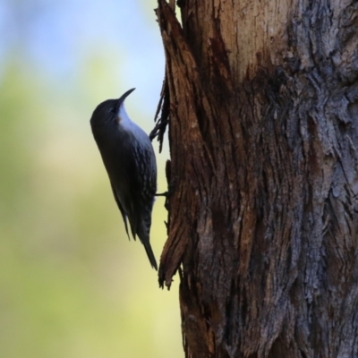 Cormobates leucophaea (White-throated Treecreeper) at Tennent, ACT - 16 May 2023 by RodDeb