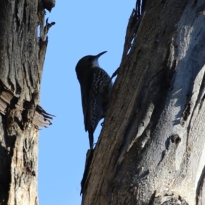 Cormobates leucophaea at Tennent, ACT - 16 May 2023