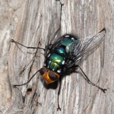 Rutilia sp. (genus) at Ormiston, QLD - 13 May 2023 by TimL