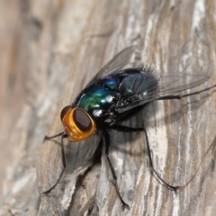 Rutilia (Ameniamima) argentifera at Ormiston, QLD - 14 May 2023 09:40 AM