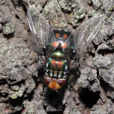 Rutilia (Rutilia) sp. (genus & subgenus) at Ormiston, QLD - 13 May 2023 by TimL