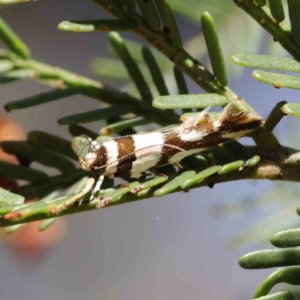 Macrobathra desmotoma at O'Connor, ACT - 9 Mar 2023