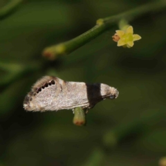 Eupselia melanostrepta (A Twig moth) at O'Connor, ACT - 9 Mar 2023 by ConBoekel