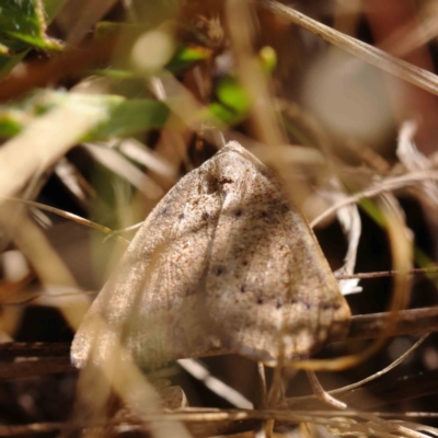 Authaemon stenonipha (Pale-bordered Cape-moth) at O'Connor, ACT - 8 Mar 2023 by ConBoekel