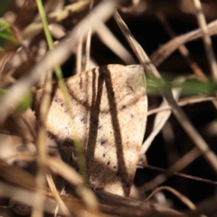 Authaemon stenonipha at O'Connor, ACT - 9 Mar 2023