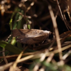 Authaemon stenonipha at O'Connor, ACT - 9 Mar 2023