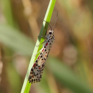 Utetheisa (genus) at O'Connor, ACT - 9 Mar 2023