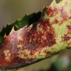 Unidentified Fungal galls, other rusts, leaf spots, etc at O'Connor, ACT - 9 Mar 2023 by ConBoekel