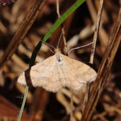 Scopula rubraria (Reddish Wave, Plantain Moth) at O'Connor, ACT - 9 Mar 2023 by ConBoekel