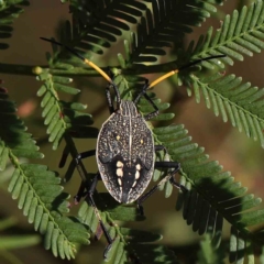 Pentatomidae (family) (Shield or Stink bug) at O'Connor, ACT - 9 Mar 2023 by ConBoekel